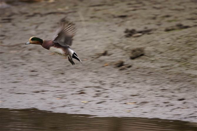 AJqh,American Wigeon